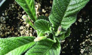 Figure 2. Ethephon can promote branching and fruit ripening, as well as inhibiting flowering and stem elongation. This streptocarpus was treated with ethephon to abort prematurely formed flowers.