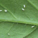 Sweetpotato whiteflypopulations can develop resistance to insecticides.