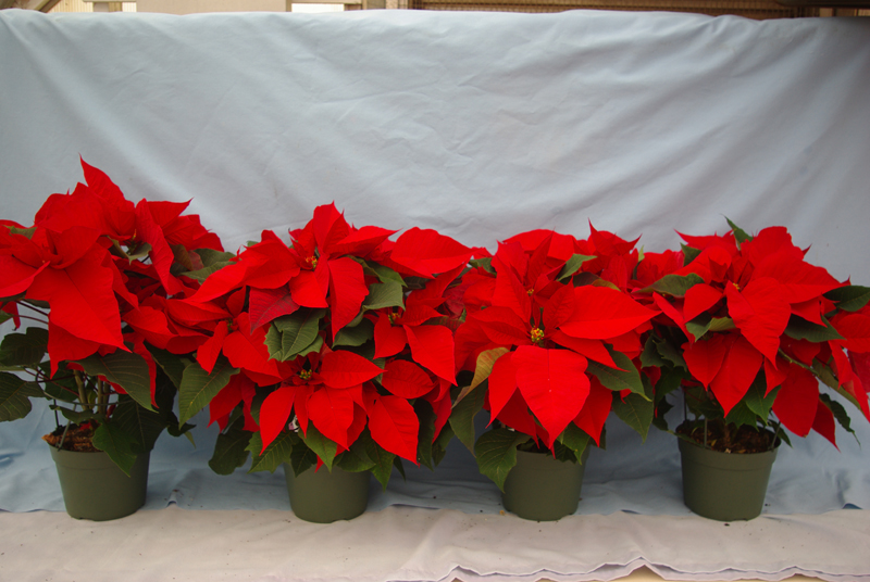Production Studies from the North American Poinsettia Trials