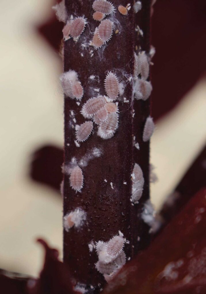 Mealbugs feed on a plant stem.