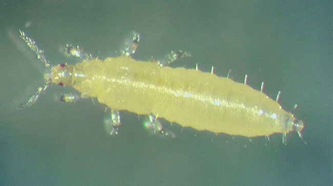 Figure-3.-Western-flower-thrips-larva.-Larvae-are-less-susceptible-to-infection-by-entomopathogenic-fungi-than-adults.-(1)
