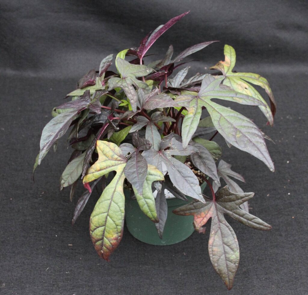 Intumescences: Further Investigations into an Elusive Physiological Disorder