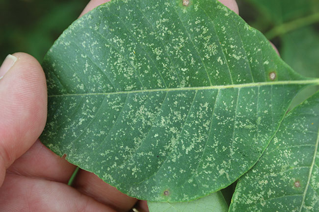 Dr. Bugs — Insect and Mite Pests Feeding Behaviors and Plant Damage