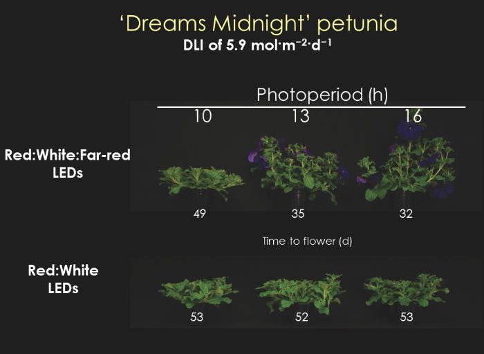The Impact of DLI, Light Quality and Photoperiod on Bedding Plant Flowering Response