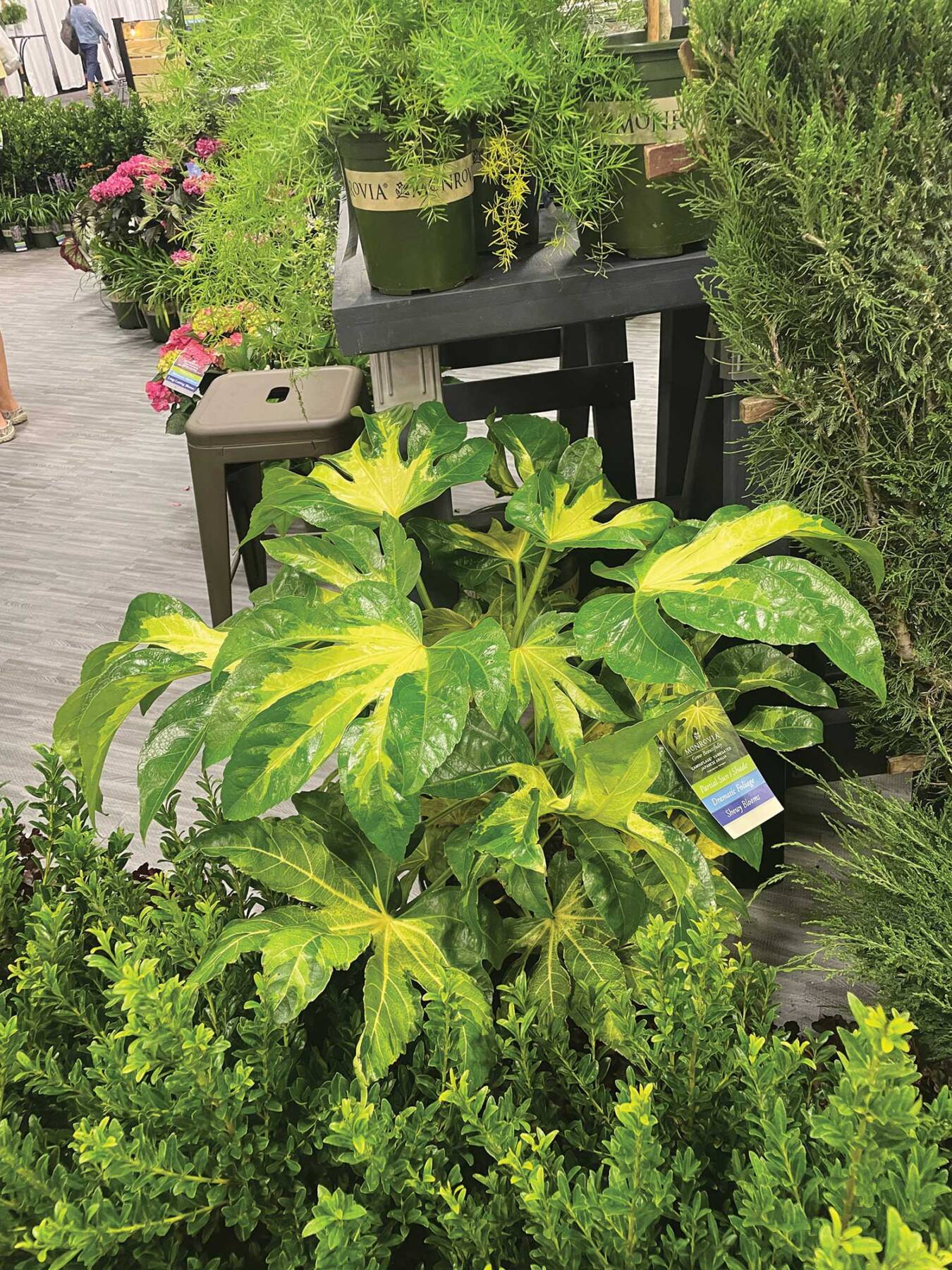 Monrovia_Camaouflage-Variegated-Japanese-Aralia_Cultivate24_IMG_1445