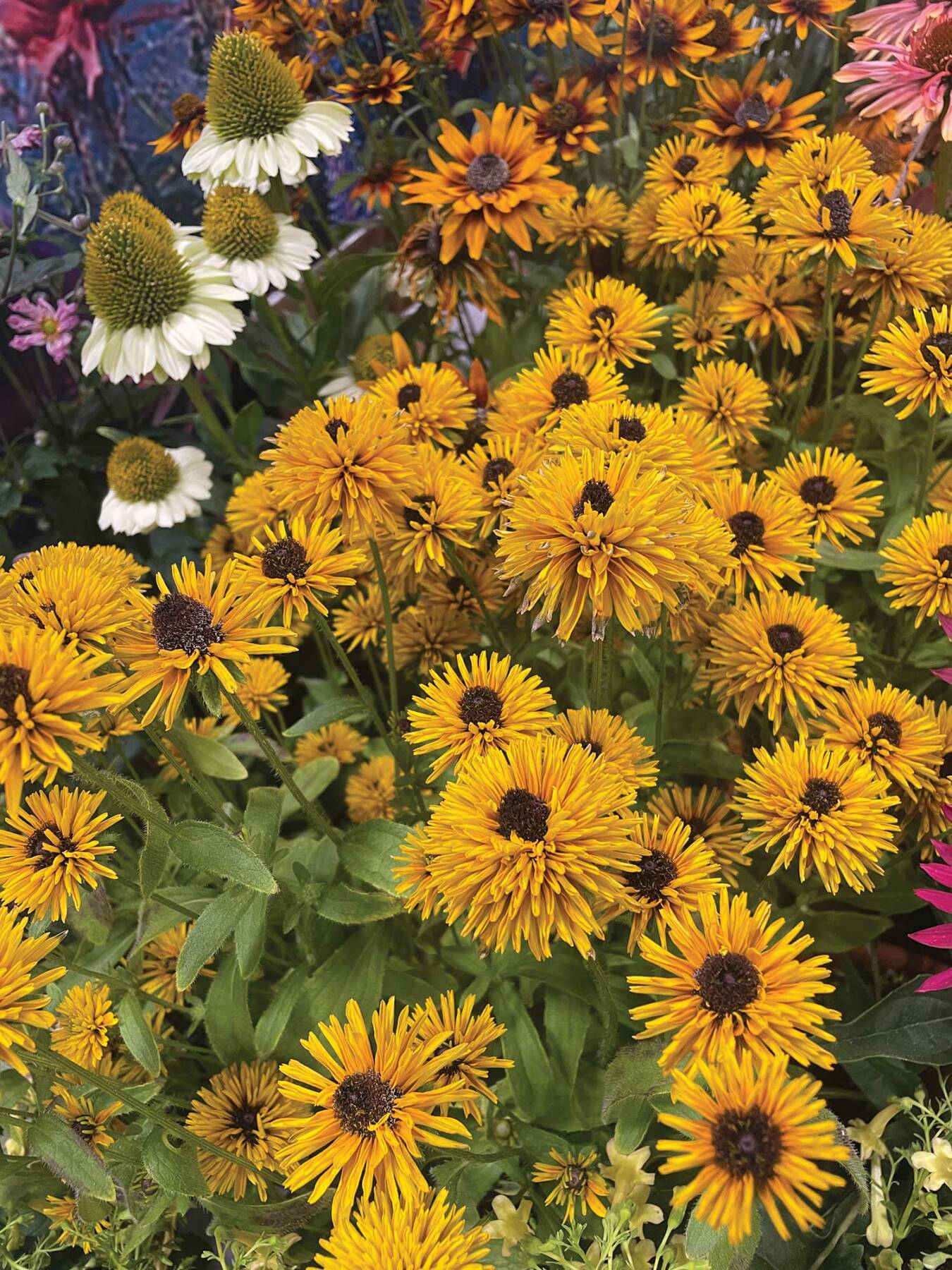 Terra-Nova_Rudbeckia_Retailer-Choice-Award_IMG_1460