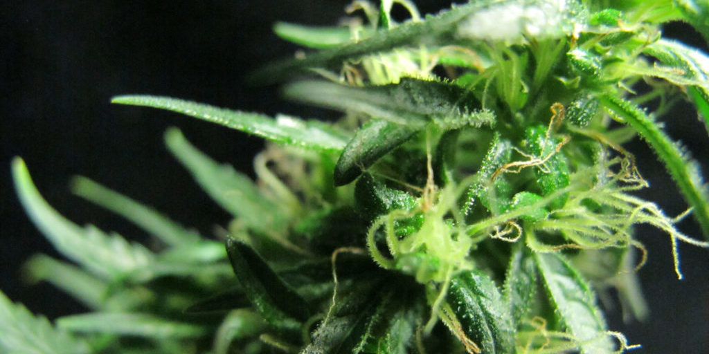 Study: The Frostier The Flower, The More Potent The Cannabis