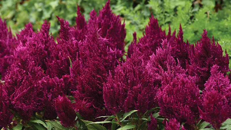 Year of the Celosia