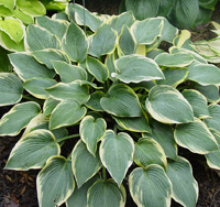 Association Announces Hosta of the Year