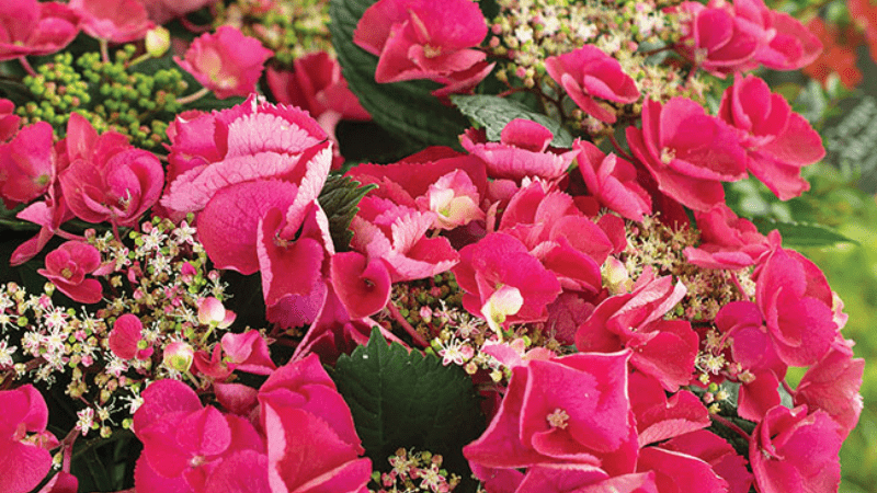 Culture Report: Senetti Pericallis