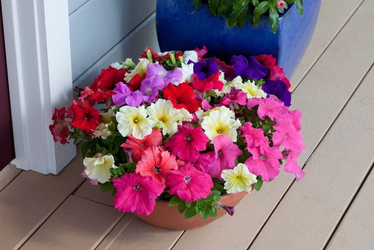 Syngenta Acquires Floranova