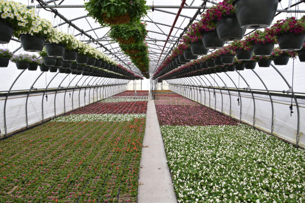 Innovative strategies for greenhouse growth