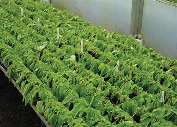 For potted and cut flower ornamental crops that are propagated by cutting, new auxin formulations designed to be applied as a spray after cuttings have been stuck are an excellent option to improve rooting and uniformity while reducing labor. All photos by Chris Curry.