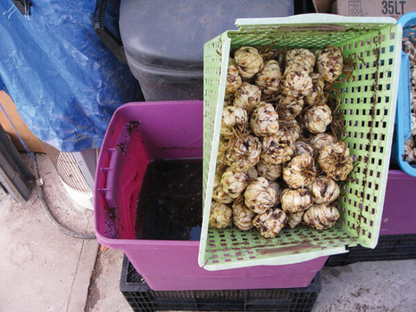 Premature flowering can be a problem for potted plants with longer production times. There are several uses for ethephon, and inhibiting flowering is among them.