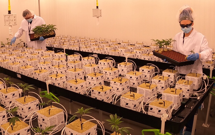 Flowr, Hawthorne Canada Complete Cannabis Research, Development Facility