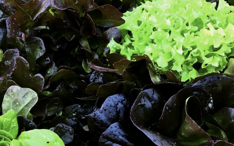 If Vegetables Could Talk