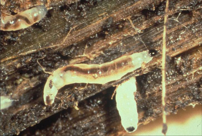 Fungus gnat larvae. Photos: Raymond Cloyd, Kansas State University