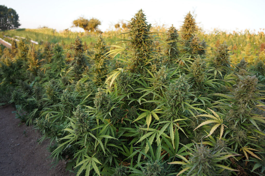 Photoperiod Versus Autoflower Hemp