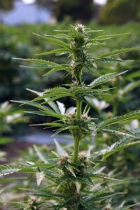 ‘Auto Tune’ crop 28 days after transplant of seven-day-old seedling.