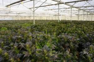 Greenhouse seed production for ‘Early Wu’