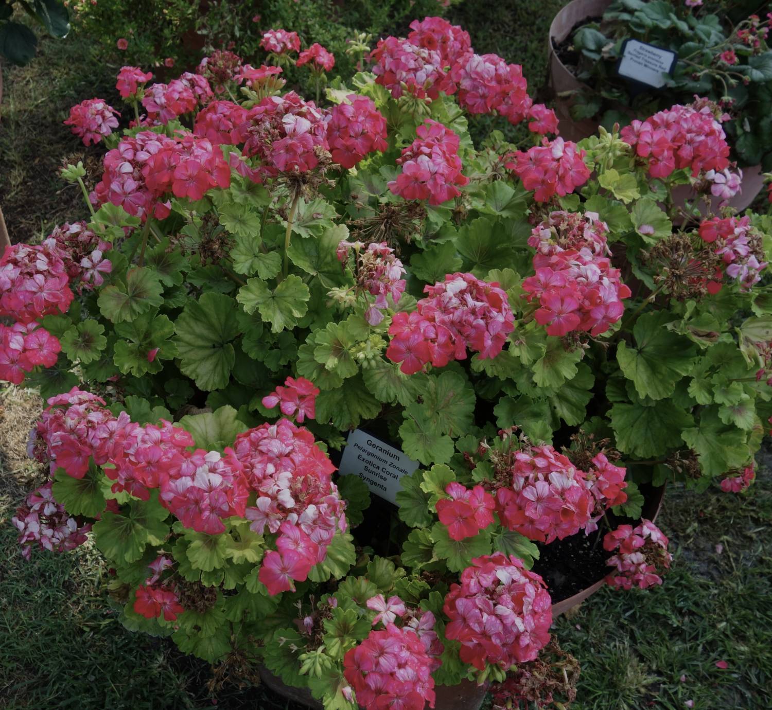 Exotica geranium