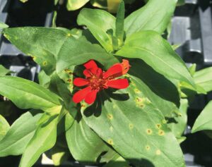 Yellow and brown disease leaf spots on green leaves