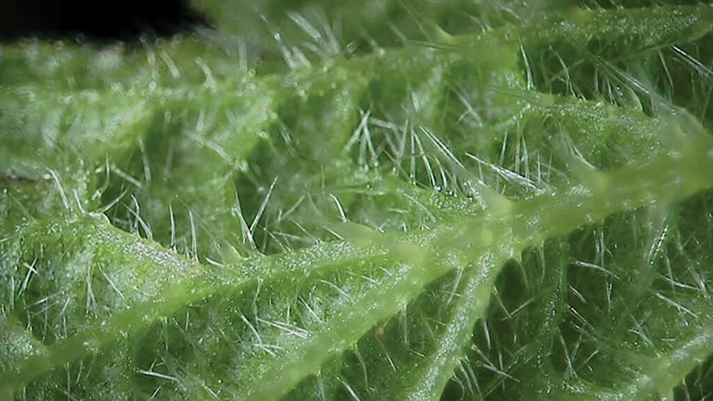 Dr. Bugs: Challenges of biological control agents