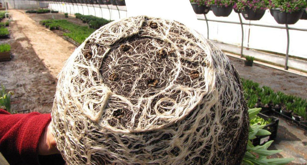 Roots, Shoots & Environmentals