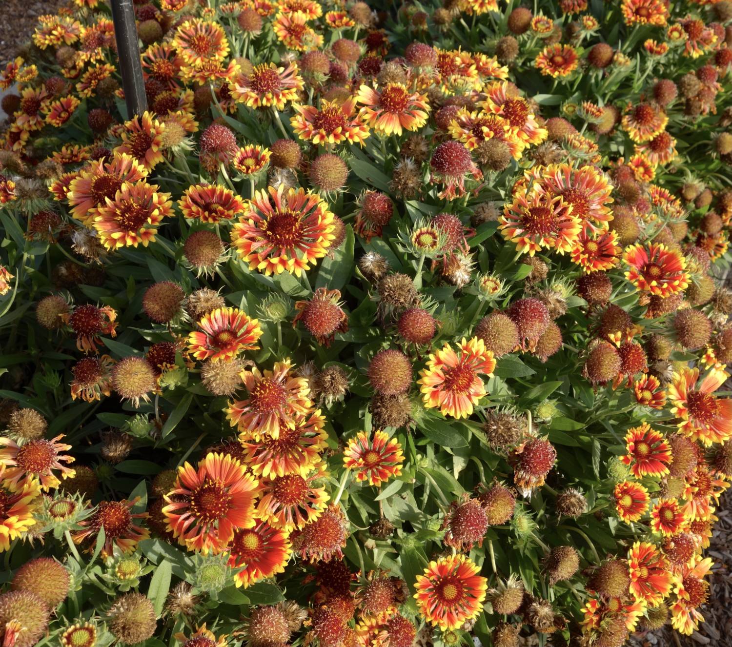 Spintop gaillardia