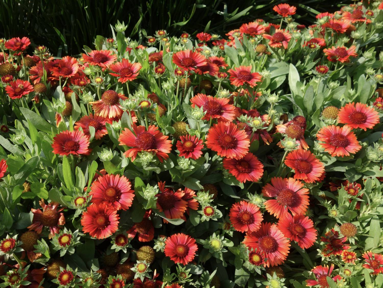 Gaillardia Spintop Red - Dümmen Orange