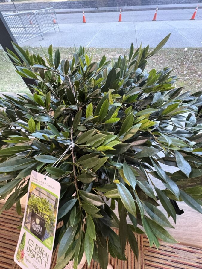 distylium plant