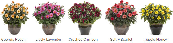 G2 Relaunches Dahlia Brand