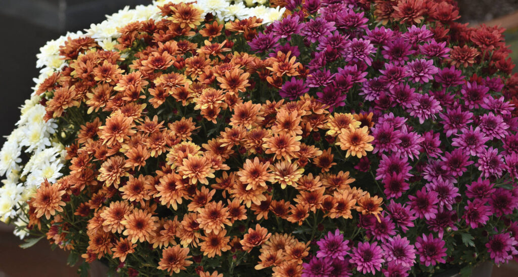 New Mum Growth Tracking Tool Available