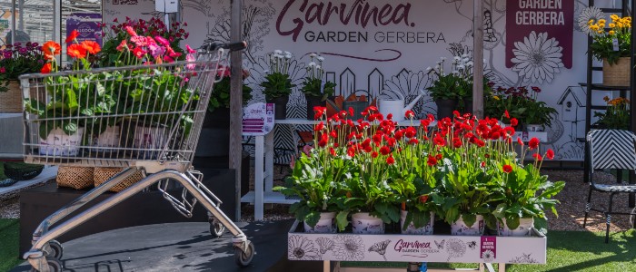 Discover the New Era of Garden Gerbera Garvinea<sup src=