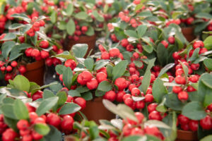 Schoneveld Breeding Gaultheria