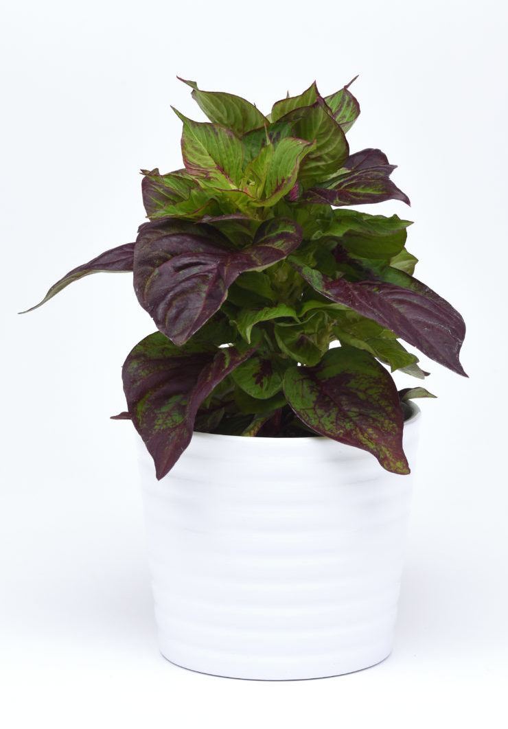 Celosia Sol Gekko Green