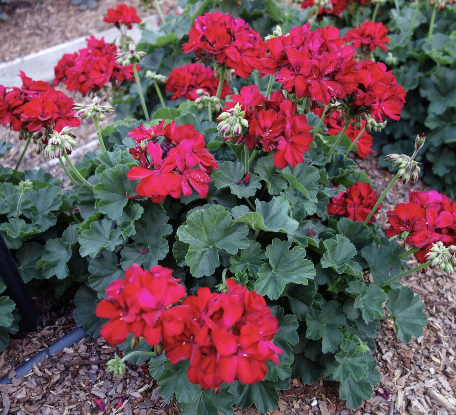 Calliope geranium