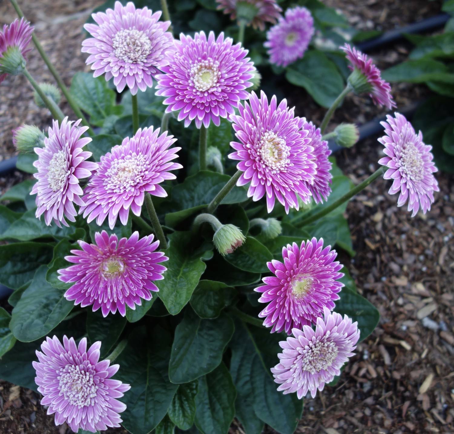 Garvinea gerbera