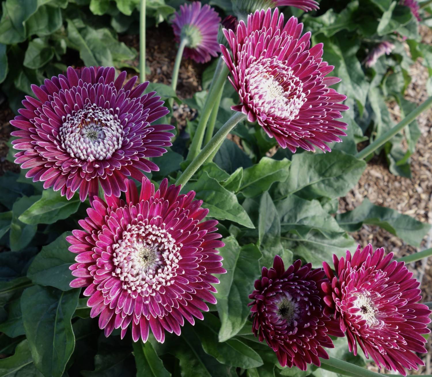 Garvinea gerbera Florist