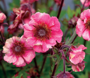 Geum Tempo Rose - Terra Nova