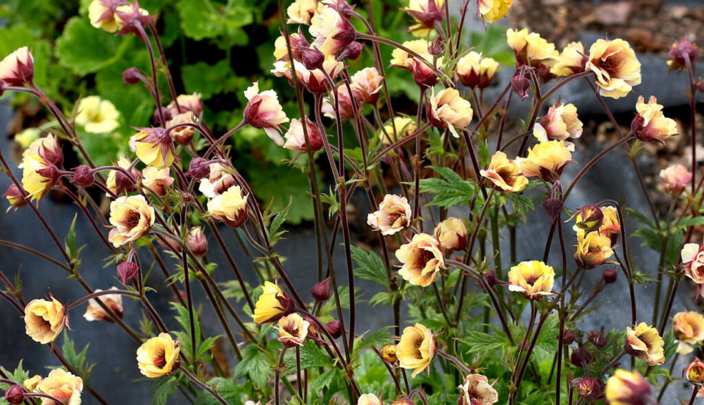 Terra Nova Nurseries Releases Geum Series Video