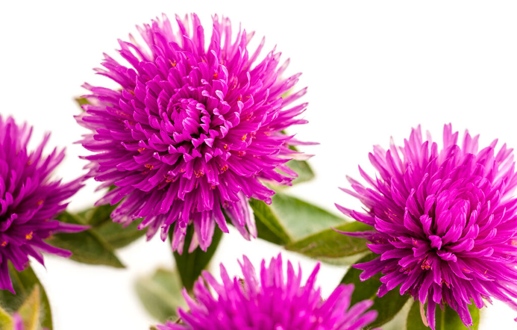 Crop Culture Report: Gomphrena Pink Zazzle