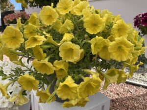 Good & Plenty Mustard