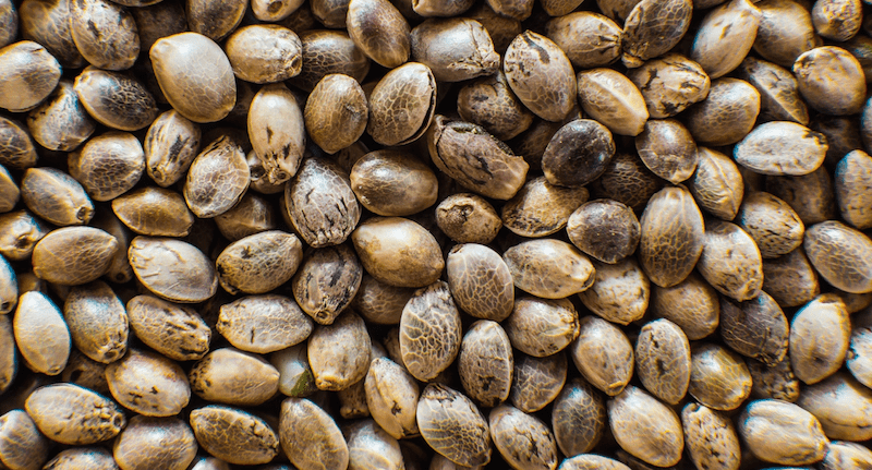 Arcadia Biosciences Expands GoodHemp Sales To Canada