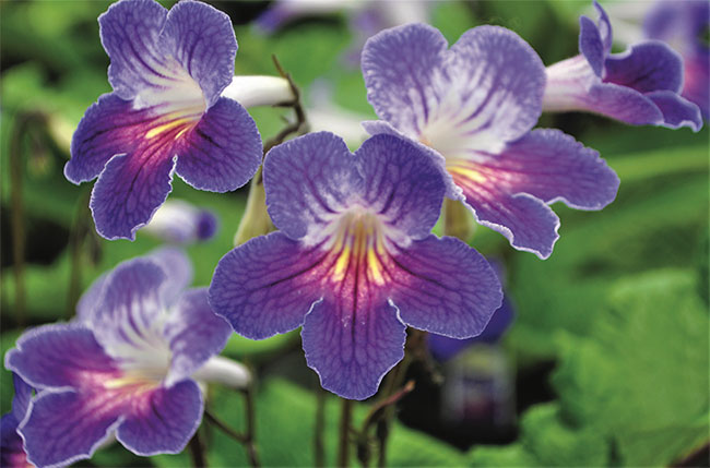 STREPTOCARPUS ‘LADYSLIPPERS AZURE’