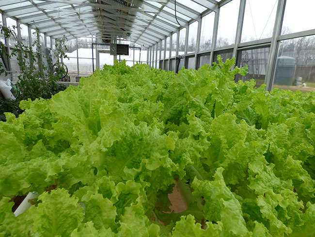 Agriculture’s Economics: Are Consumers Always Happiest in Low Price Markets?