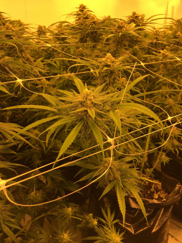 Griffin Brings Cannabis Workshops Back to MA and PA