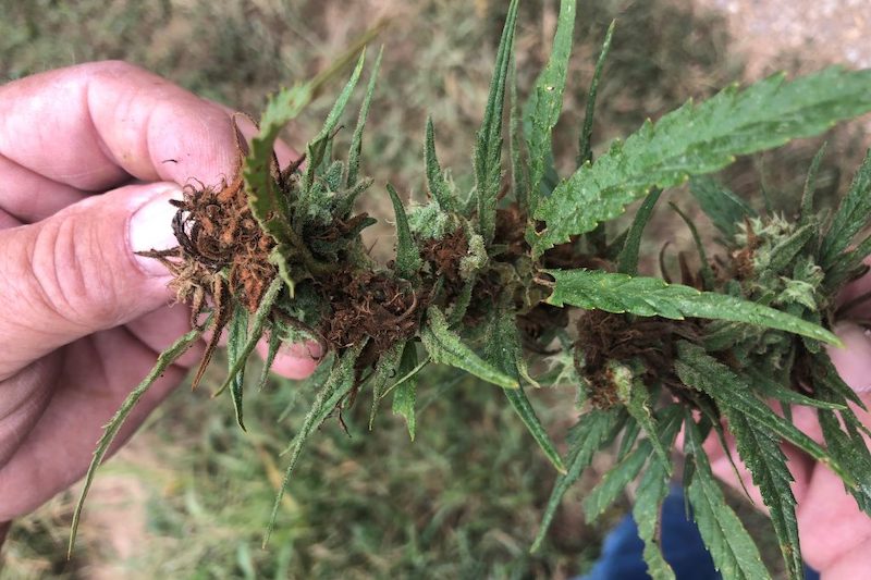 botrytis on cannabis