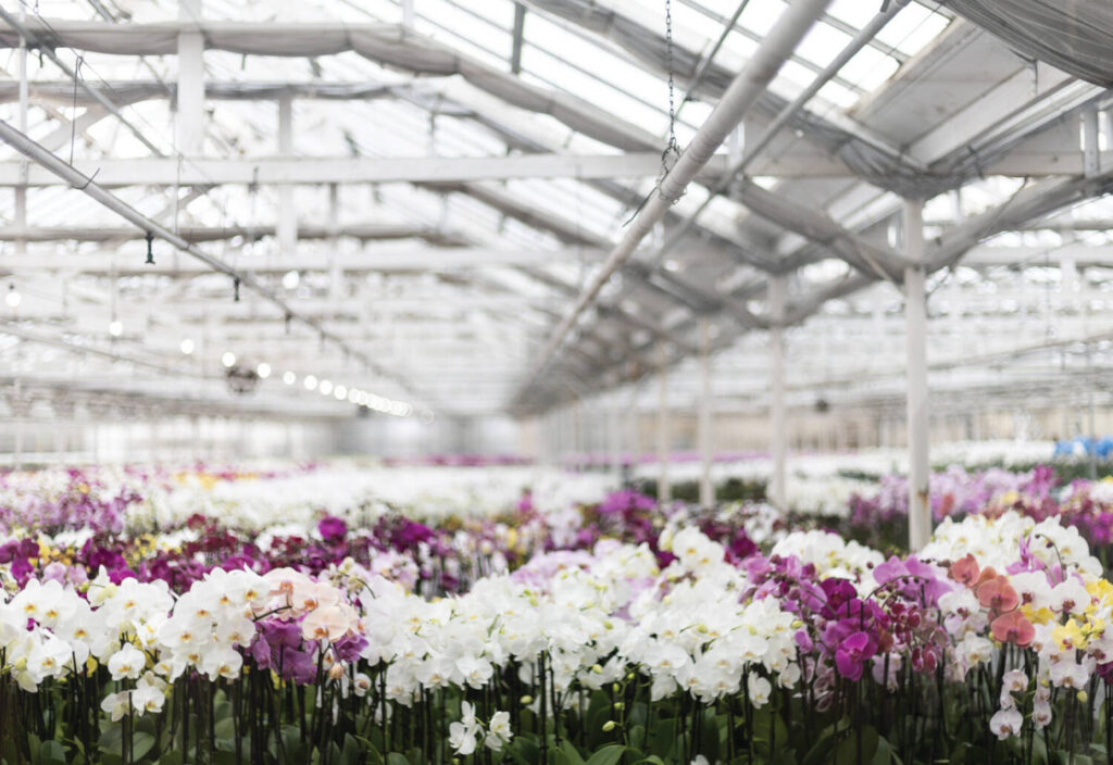 Grower Success Stories: Historical horticulture