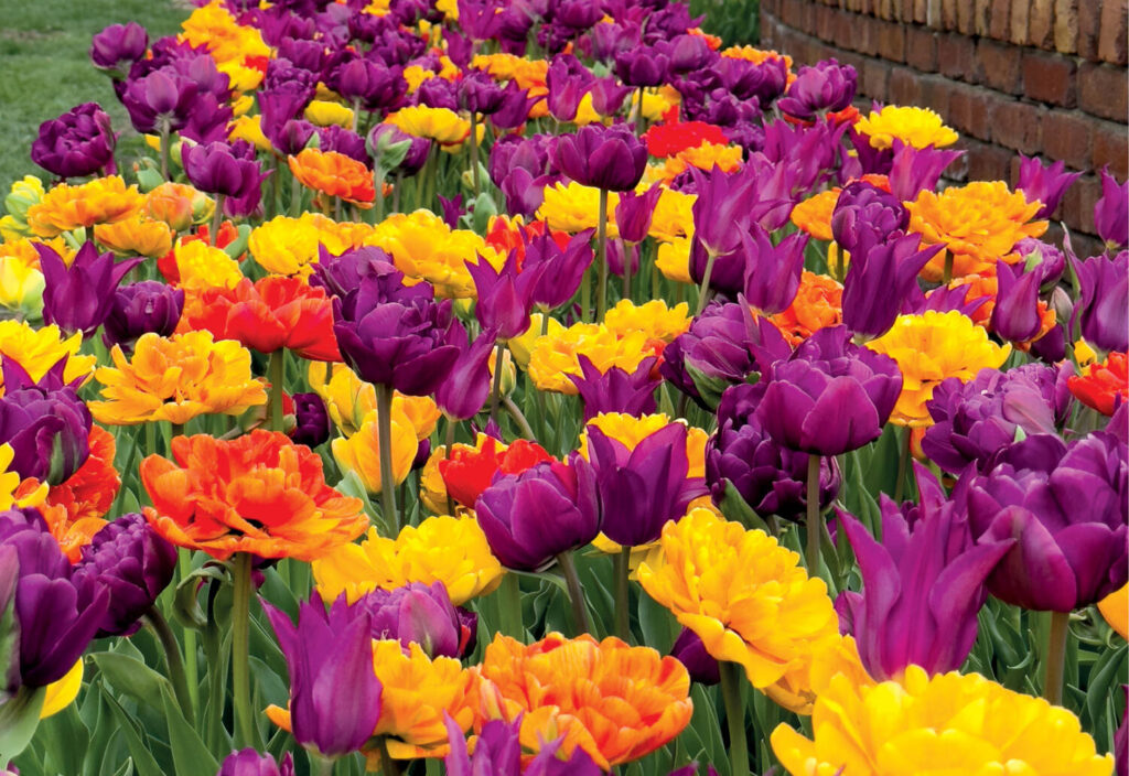 Grower Success Stories: Celebrating a centennial anniversary with De Vroomen Garden Products